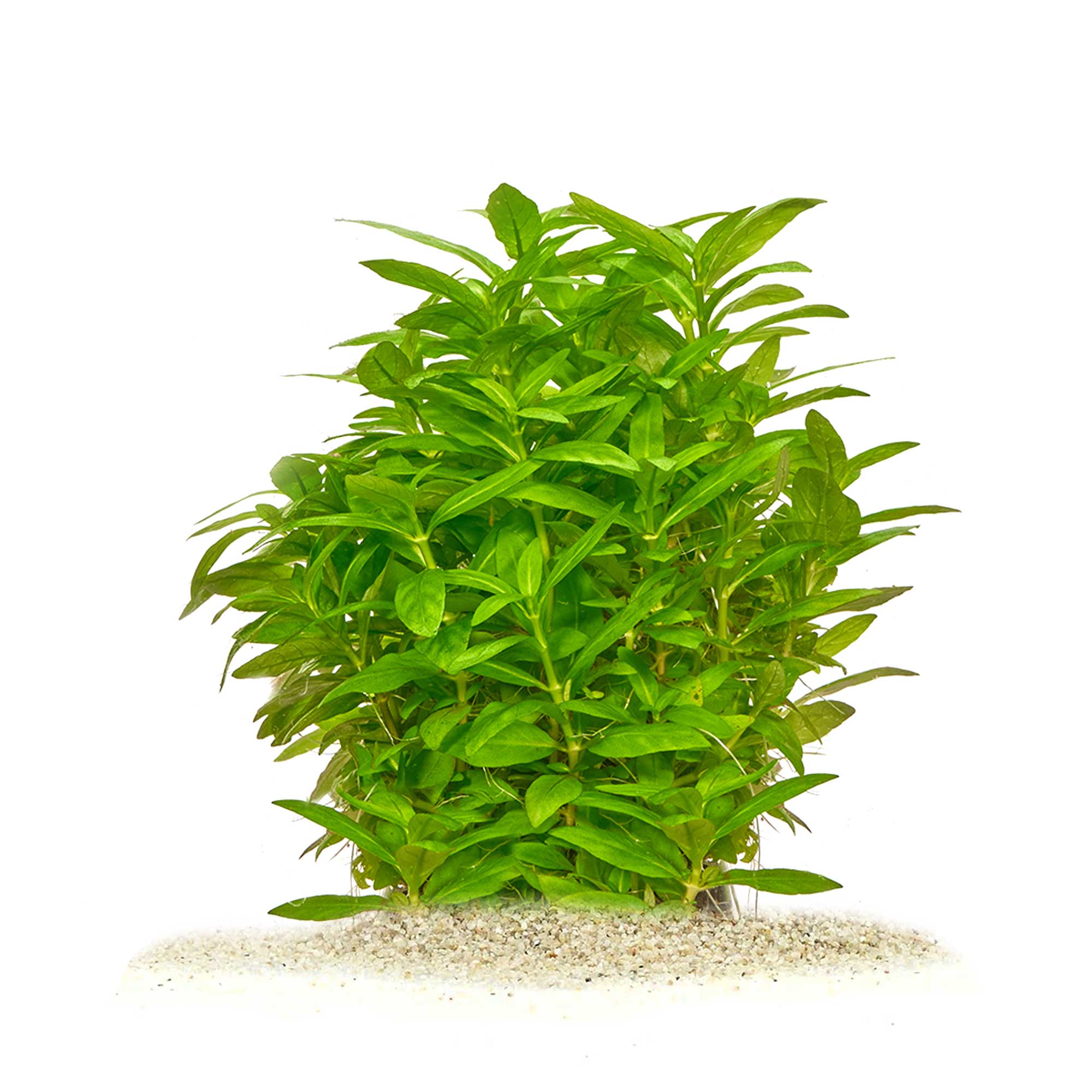 Staurogyne repens Diskus Aquarium