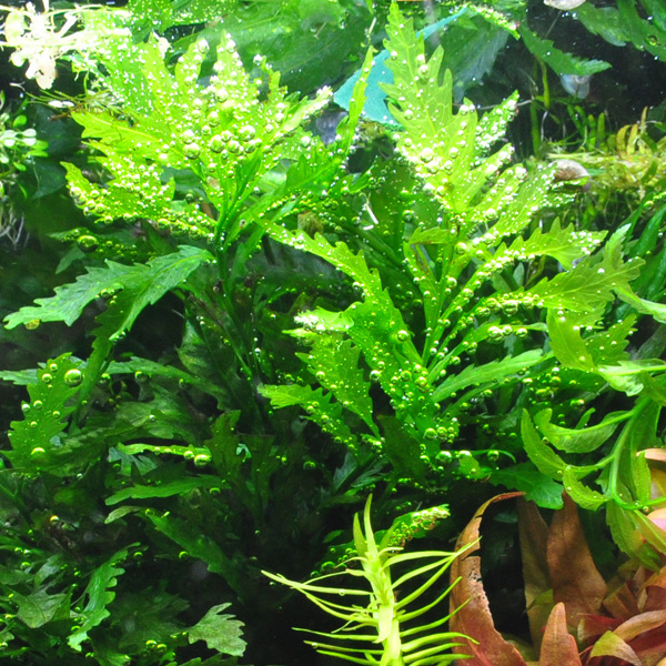 Bolbitis heudelotii im Aquarium mit Sauerstoffperlen