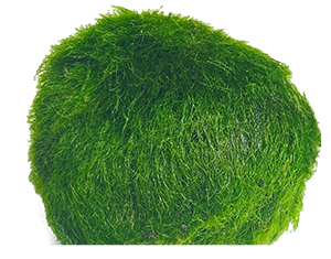 Mooskugel Marimo Aegagropila linnaei