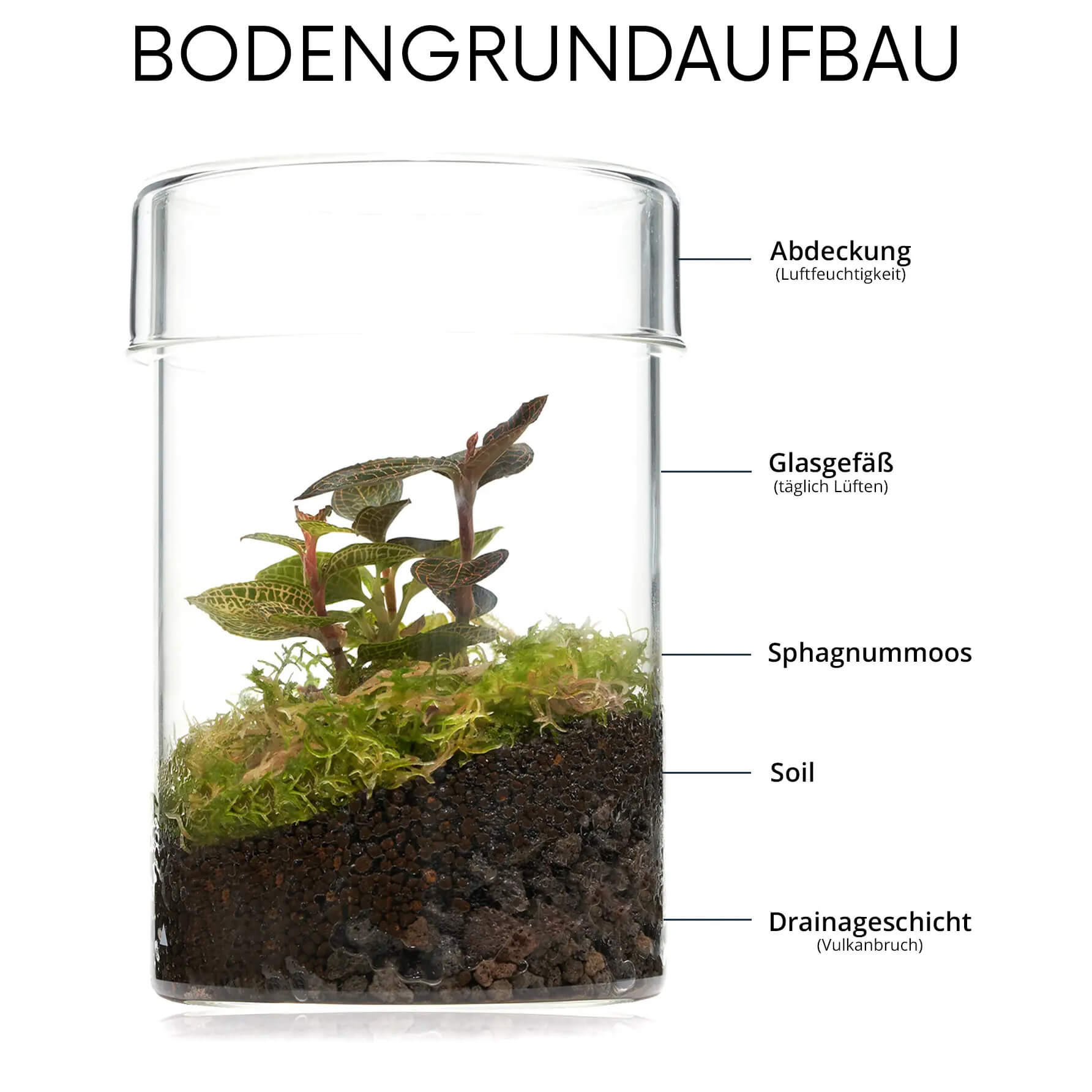 Bodengrundaufbau in einem Wabi-Kusa