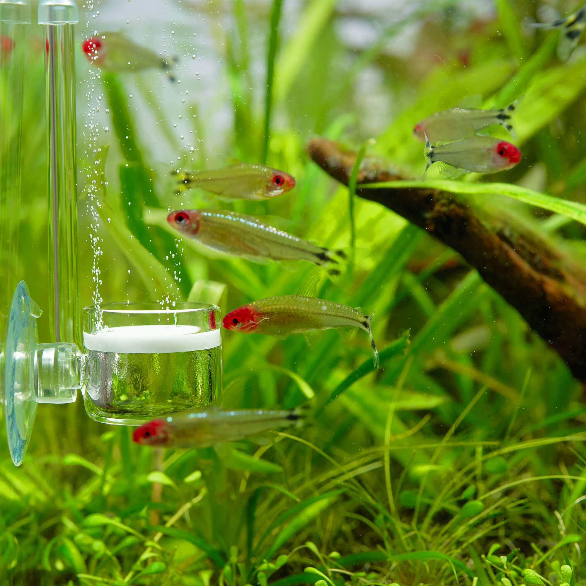 CO2 Düngung im Aquarium mit einem Diffusor