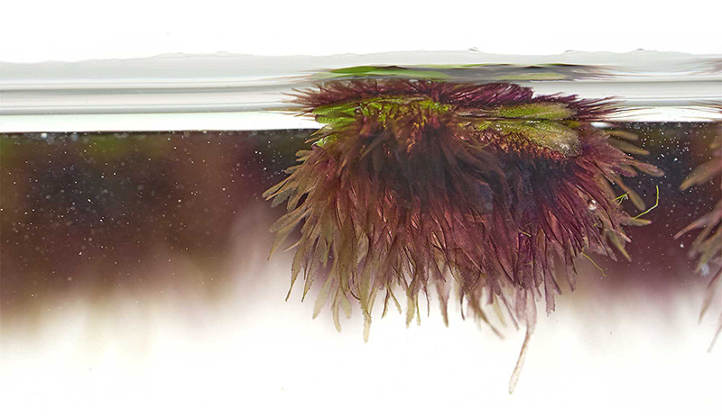 Schwimmlebermoos, eine seltene Schwimmpflanze