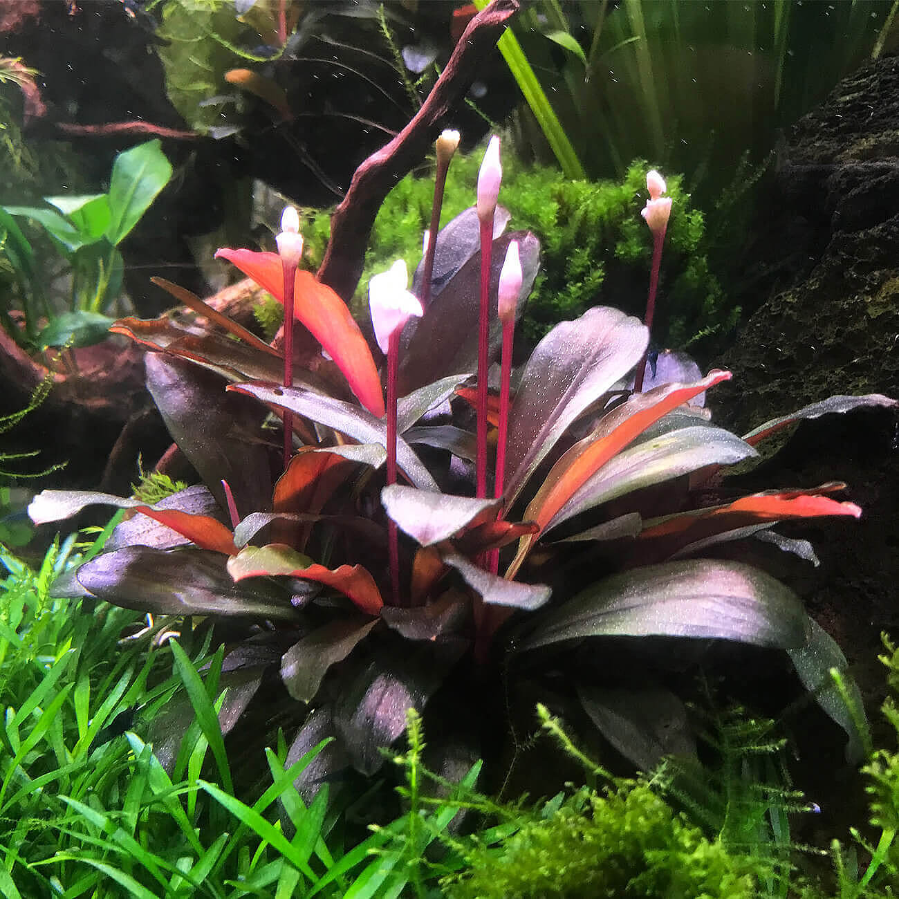 Bucephalandra Aufaitzerpflanze in einem Garnelen Aquarium