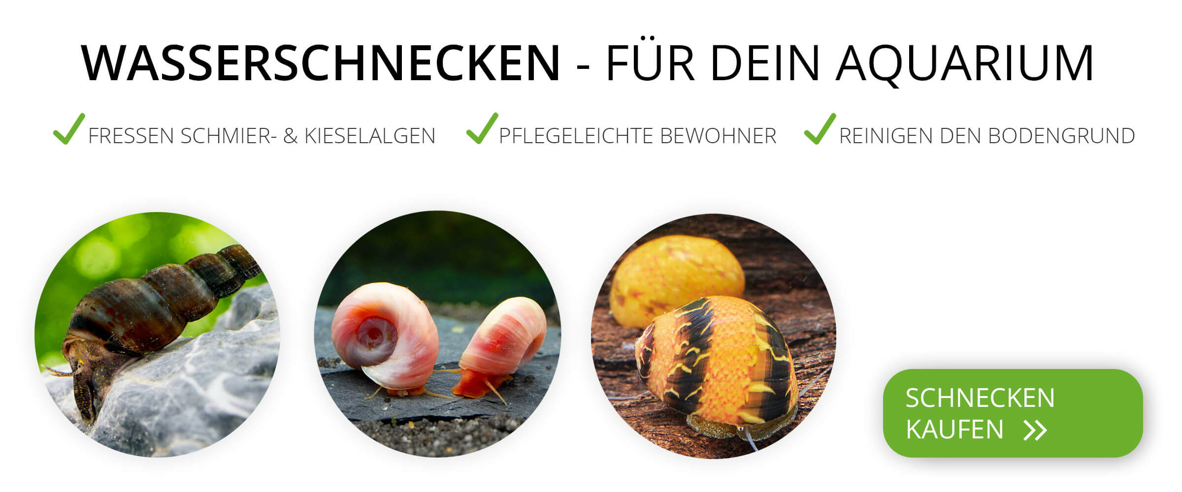 Ein Banner mit Aquarienschnecken und den Vorteilen von Schnecken in einem Aquarium
