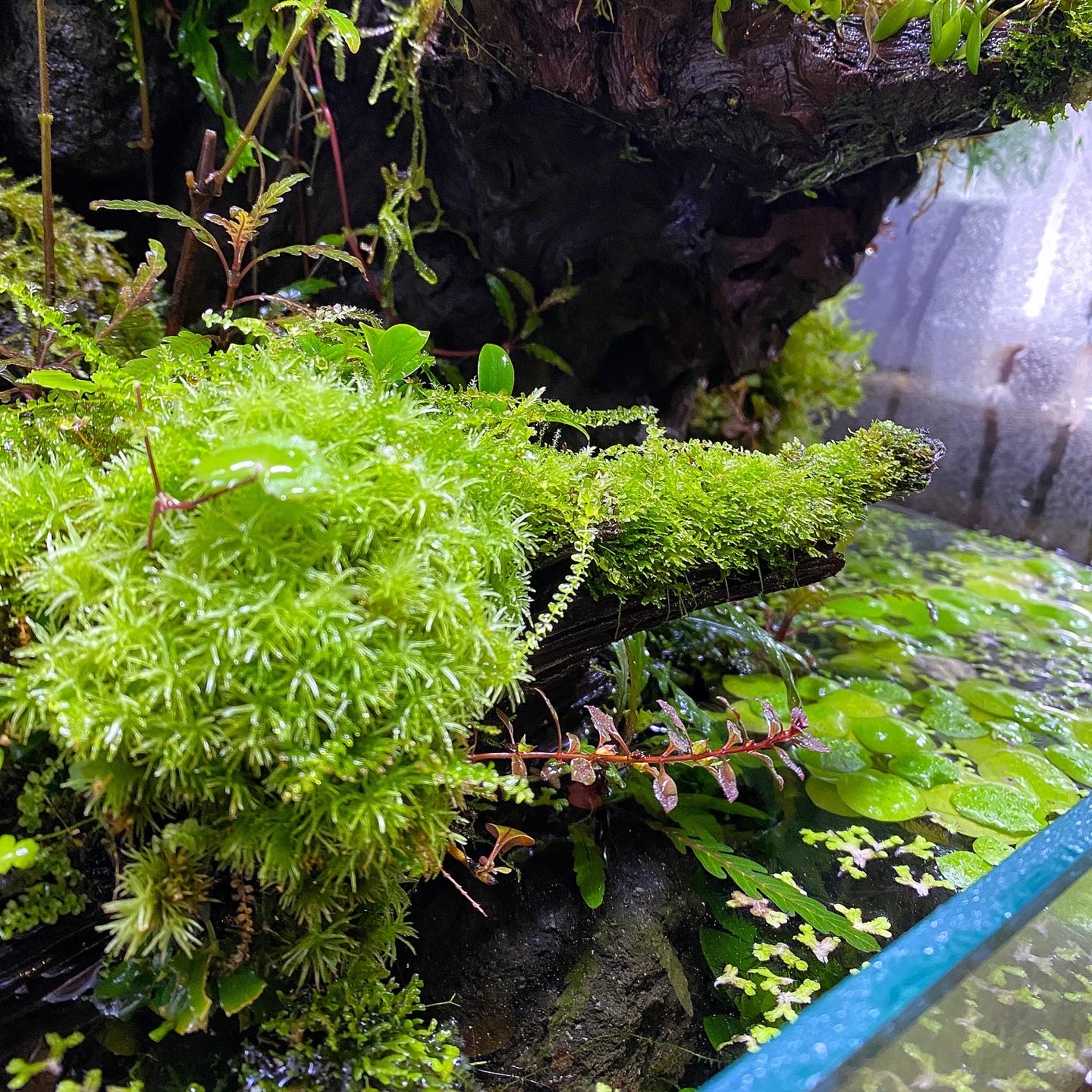 Ludwigia palustris in einem Terrarium in der emersen Wuchsform