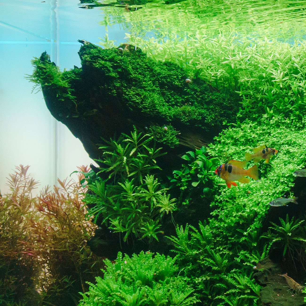 Eine dünne Schicht von Riccardia chamedryfolia iauf Minilandschaft in einem Aquascape