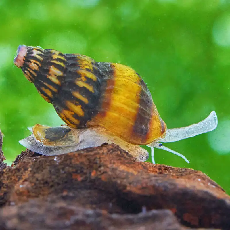 Aquarium Schnecke Clea helena vor einem grünen Hintergrund
