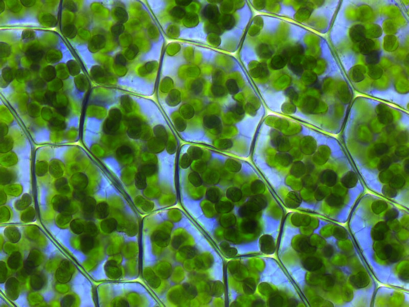 Chloroplasten im Laubmoos Plagomnium affine