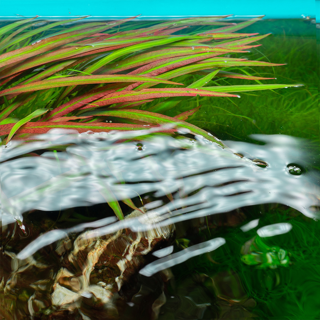 Cryptocoryne spiralis Red in einem Aquascape