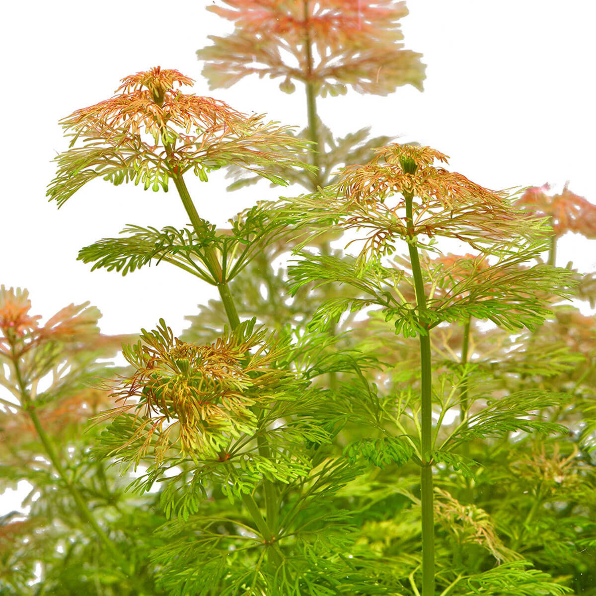Limnophila sessiliflora wächst ohne co2