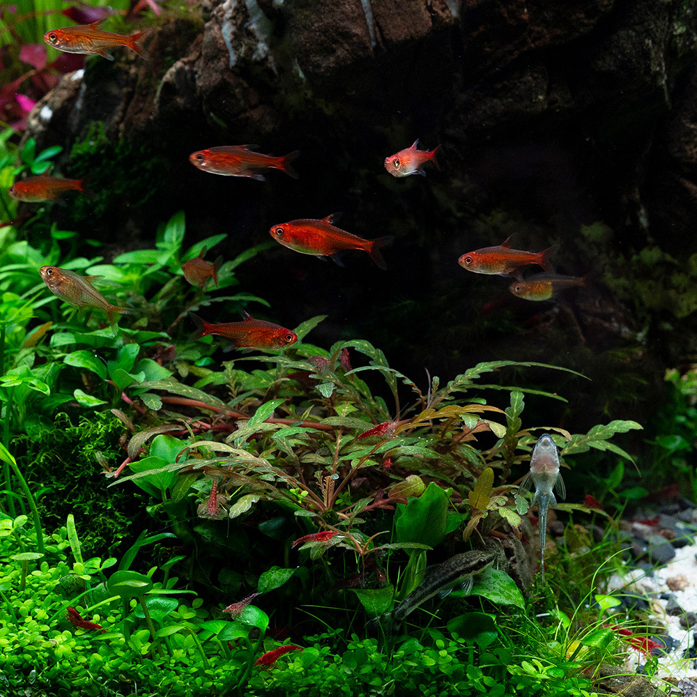 Hygrophila Pinnatifida als Aufsitzerpflanzeauf Stein