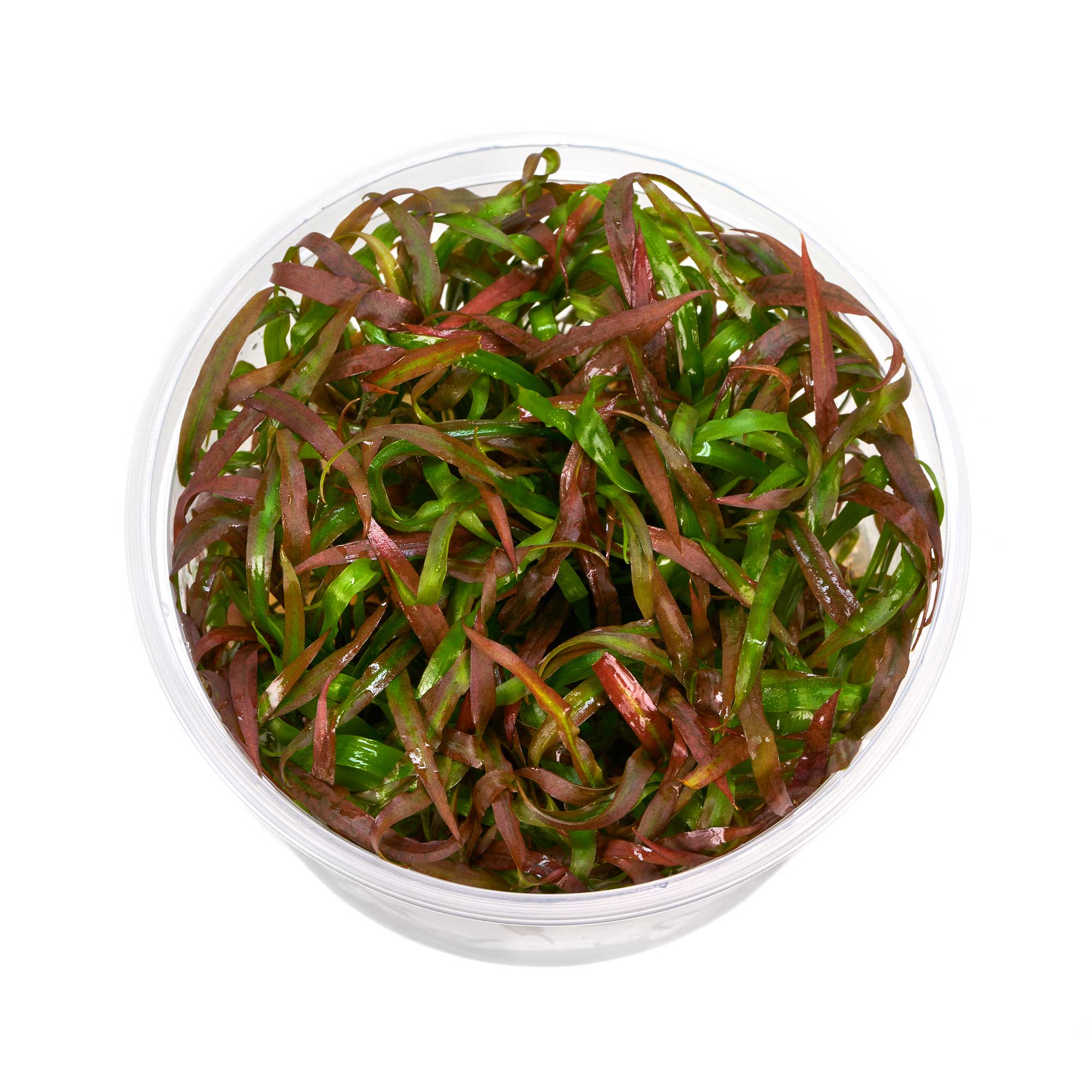 Cryptocoryne spiralis Tiger | Spiraliger Tiger Wasserkelch