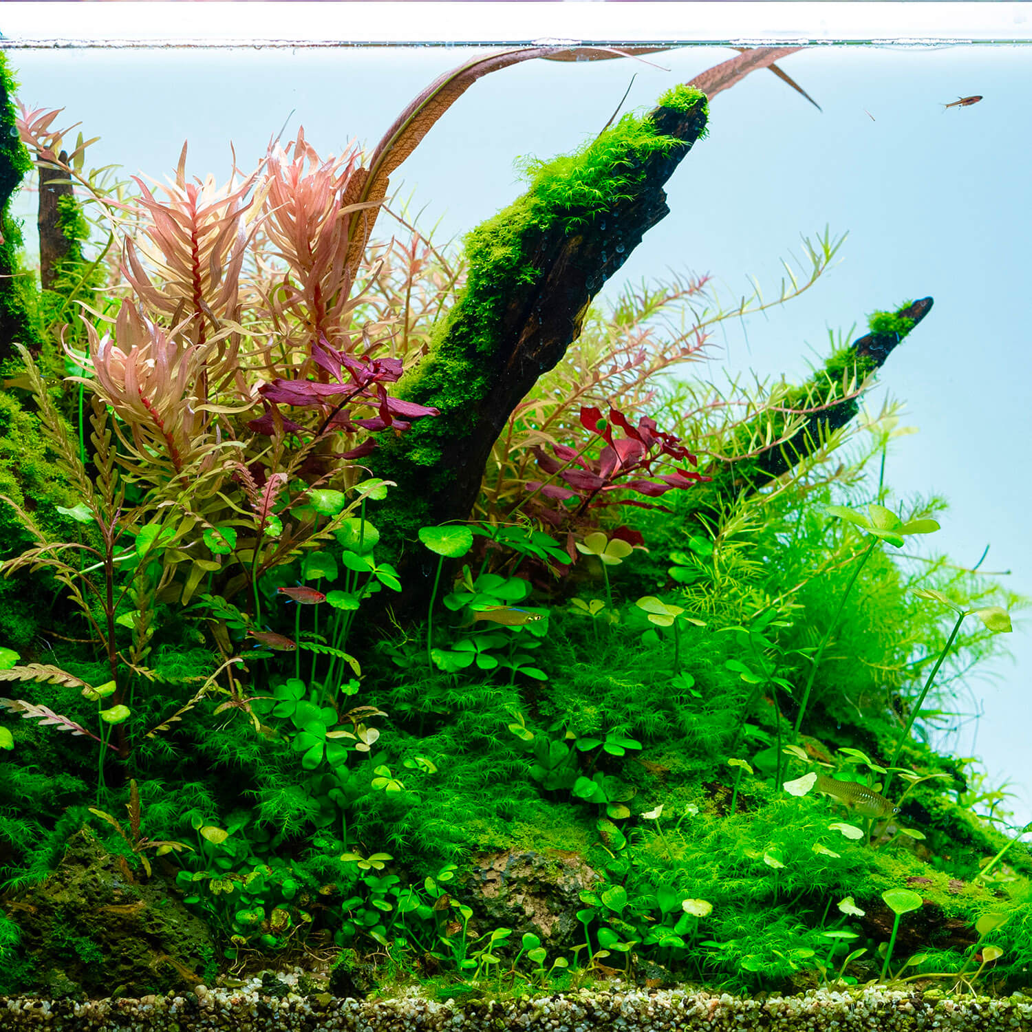 Ein Aquarium mit vielen Staengelpflanzen im Hintergrund