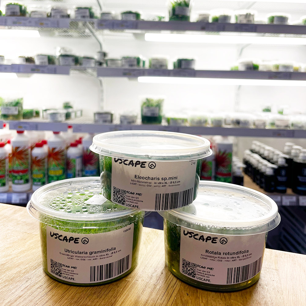 Frische in vitro Aquarienpflanzen von USCAPE plants
