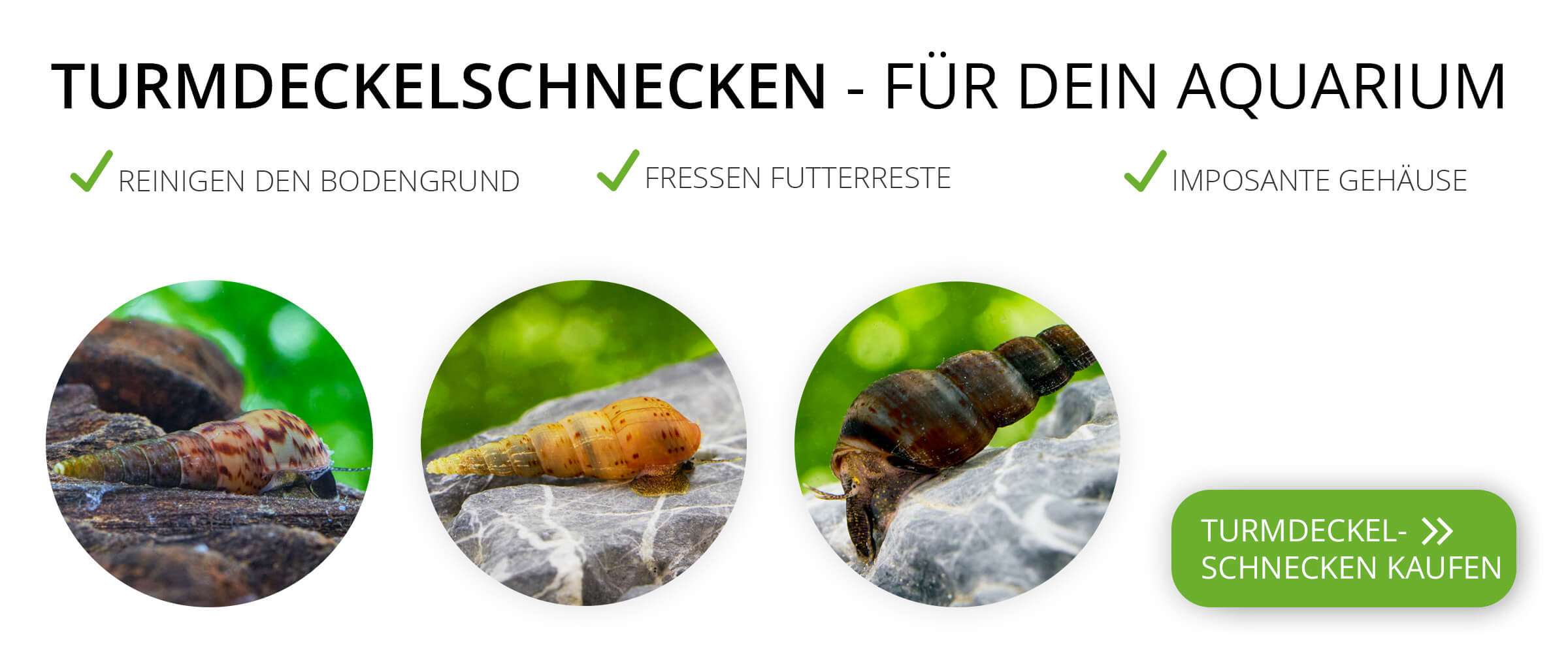Ein Banner mit Turmdeckelschnecken und den Vorteilen von Melanoides in einem Aquarium