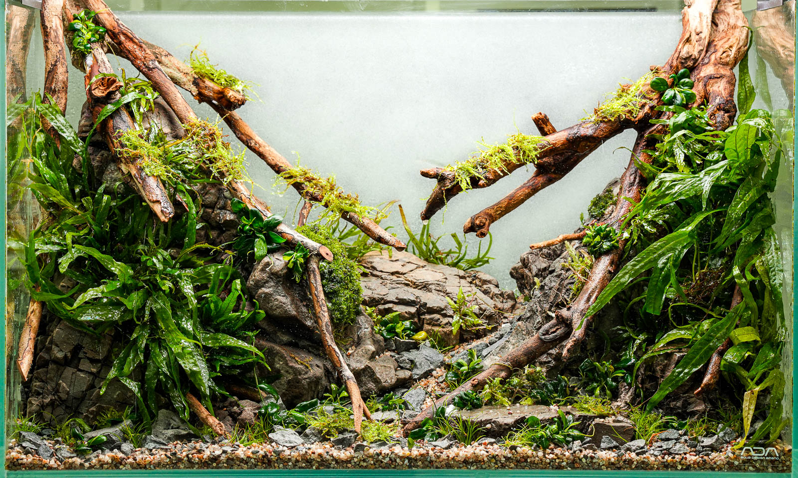 Talawa Wood Biotope Aquascape - Talawa Holz Biotop Aquascape