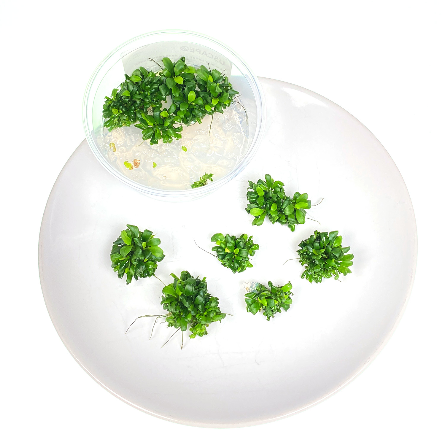 Anubias Aufsitzerpflanze in kleinen Einzelportionen in einem in vitro Becher