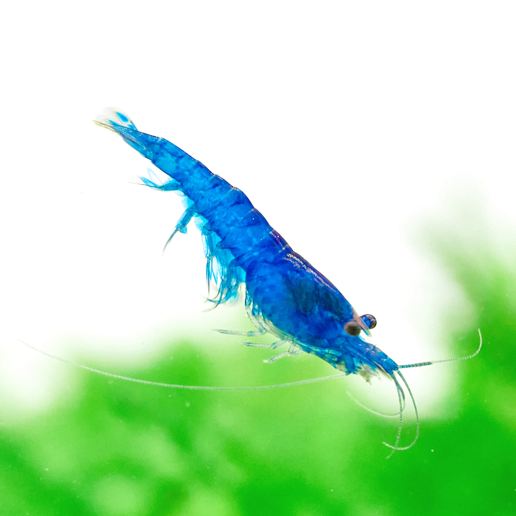 Blue Dream Garnelen schwimmt durch das Aquarium