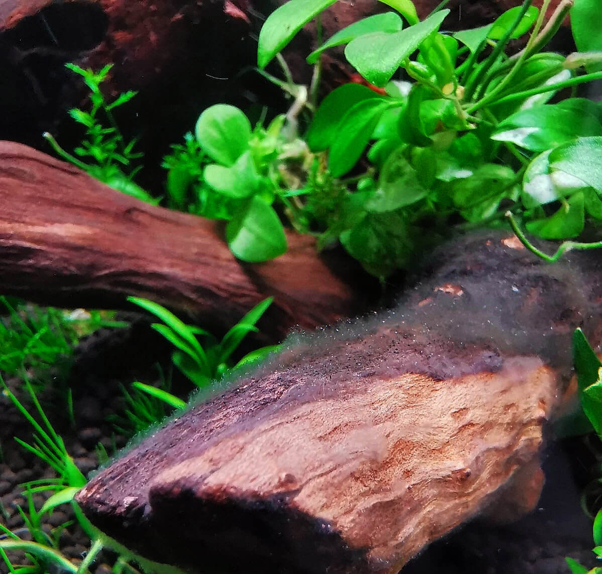 Bakterienrasen aquarium
