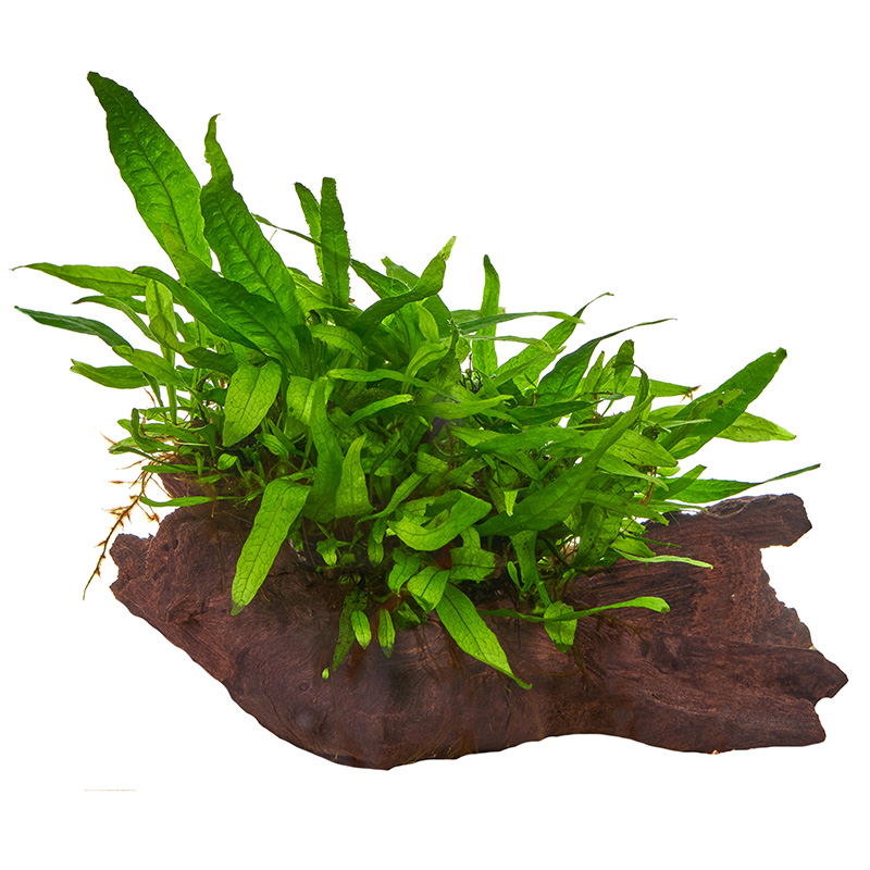 Microsorum pteropus
