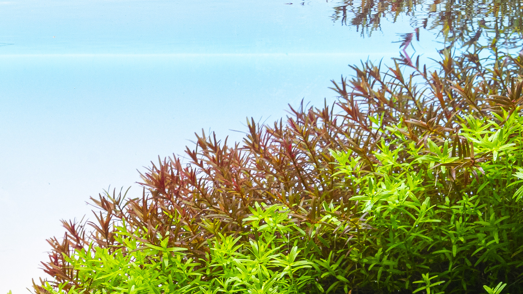 Staengelpflanzen wie Rotala, Aquarium Pflanzen Art für den Hintergrund