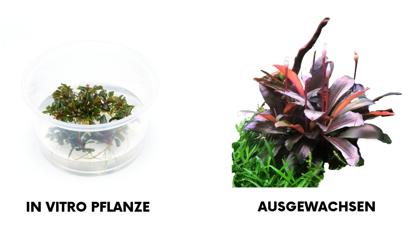 Bucephalandra sp. "Serimbu Brown" InVitro und Ausgewachsen