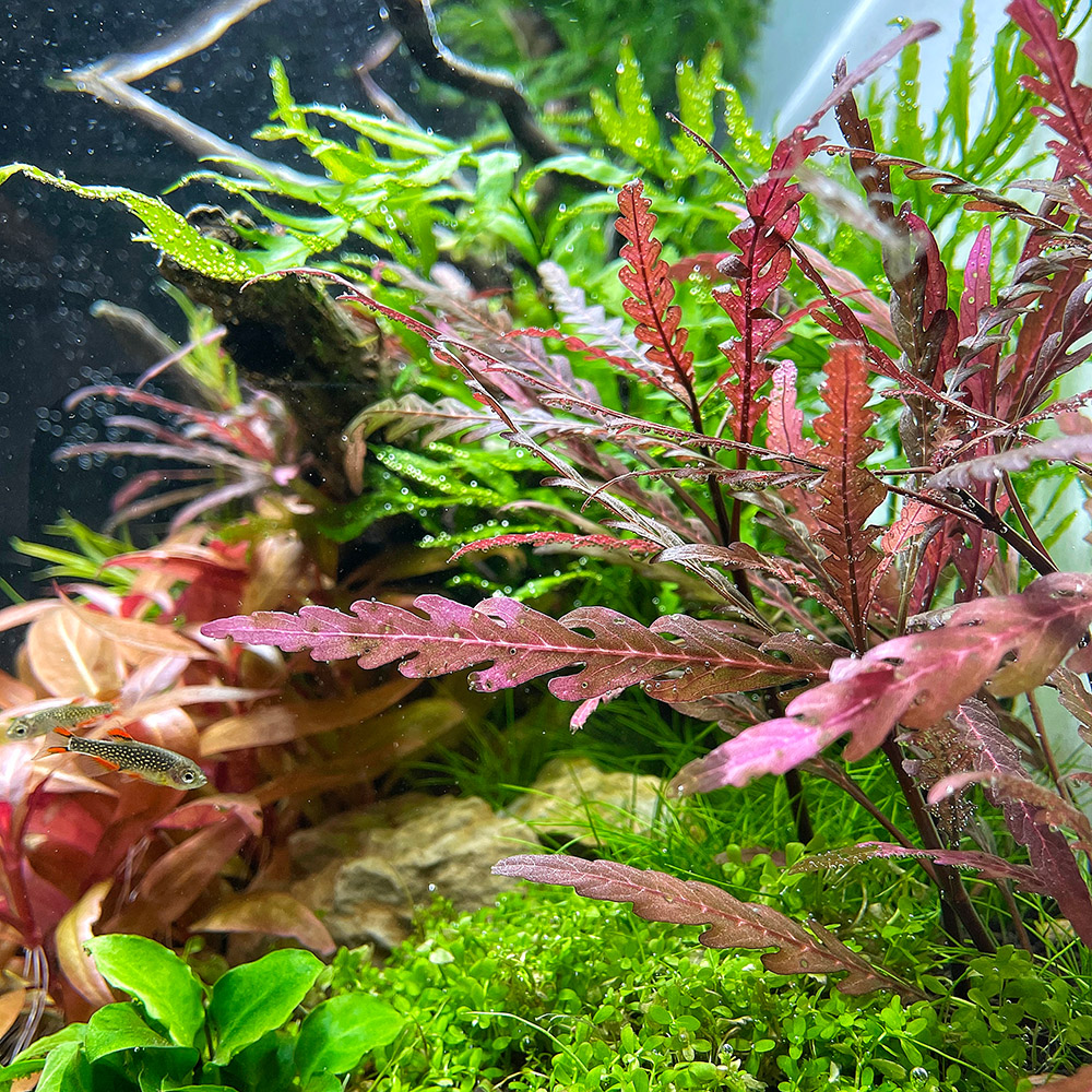 Hygrophila pinnatifida als Stängelpflanze im Aquarium