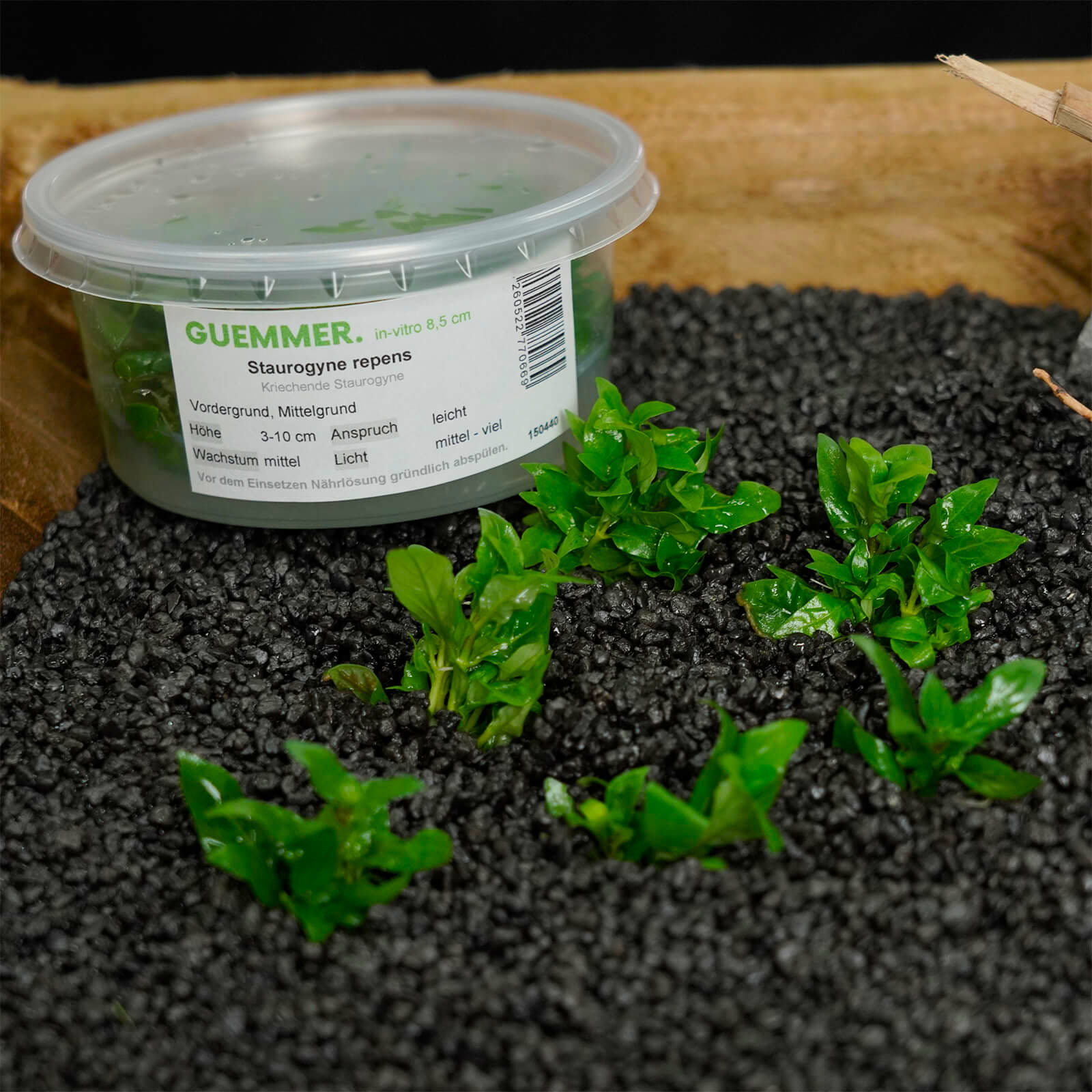 Staurogyne repens eingepflanzt in schwarzes Aquarium Soil