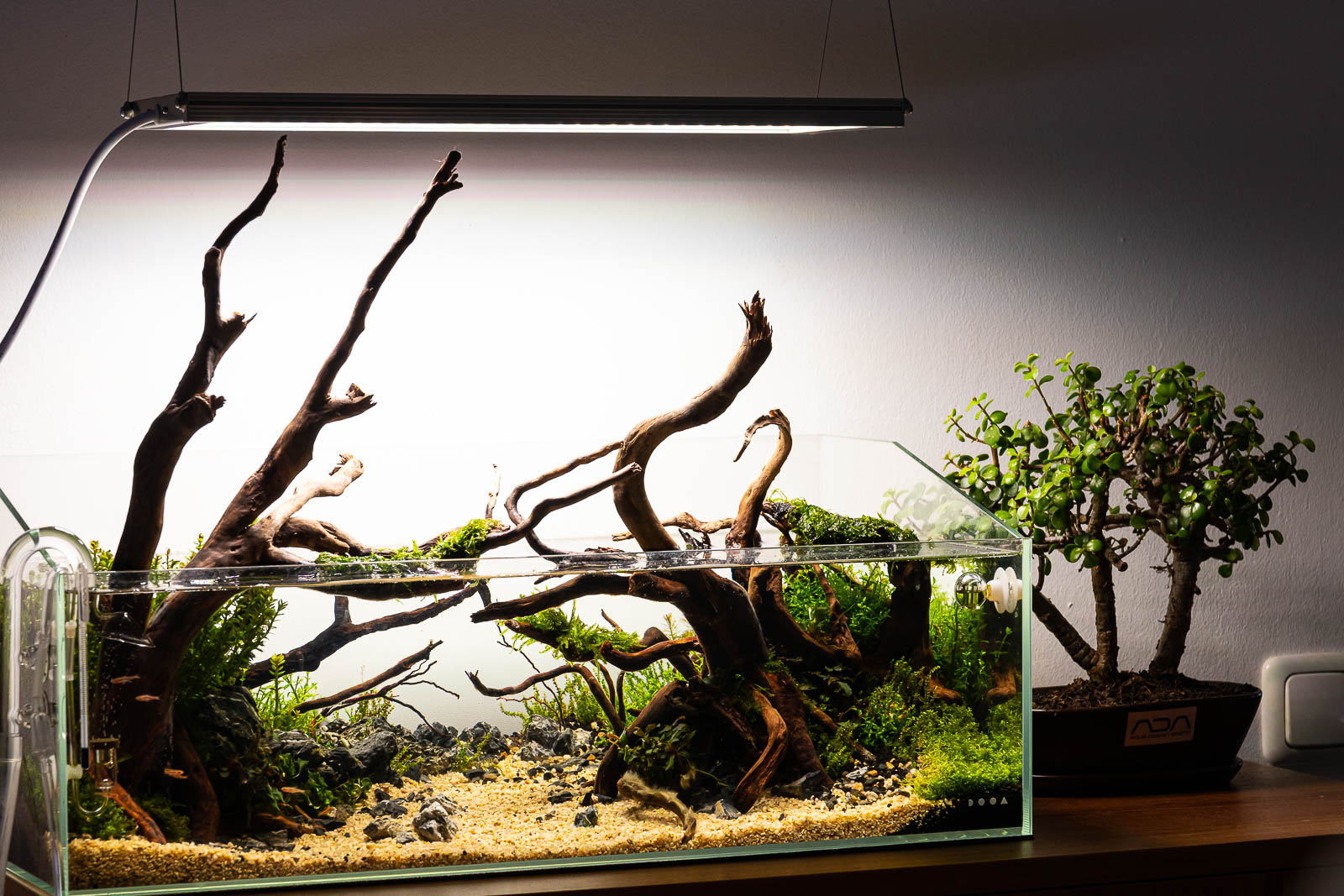 Moorkienwurzeln in einem Diorama