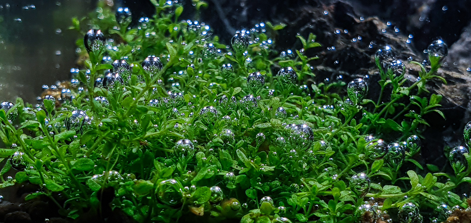 Sauerstoffbläschen an Aquarienpflanzen