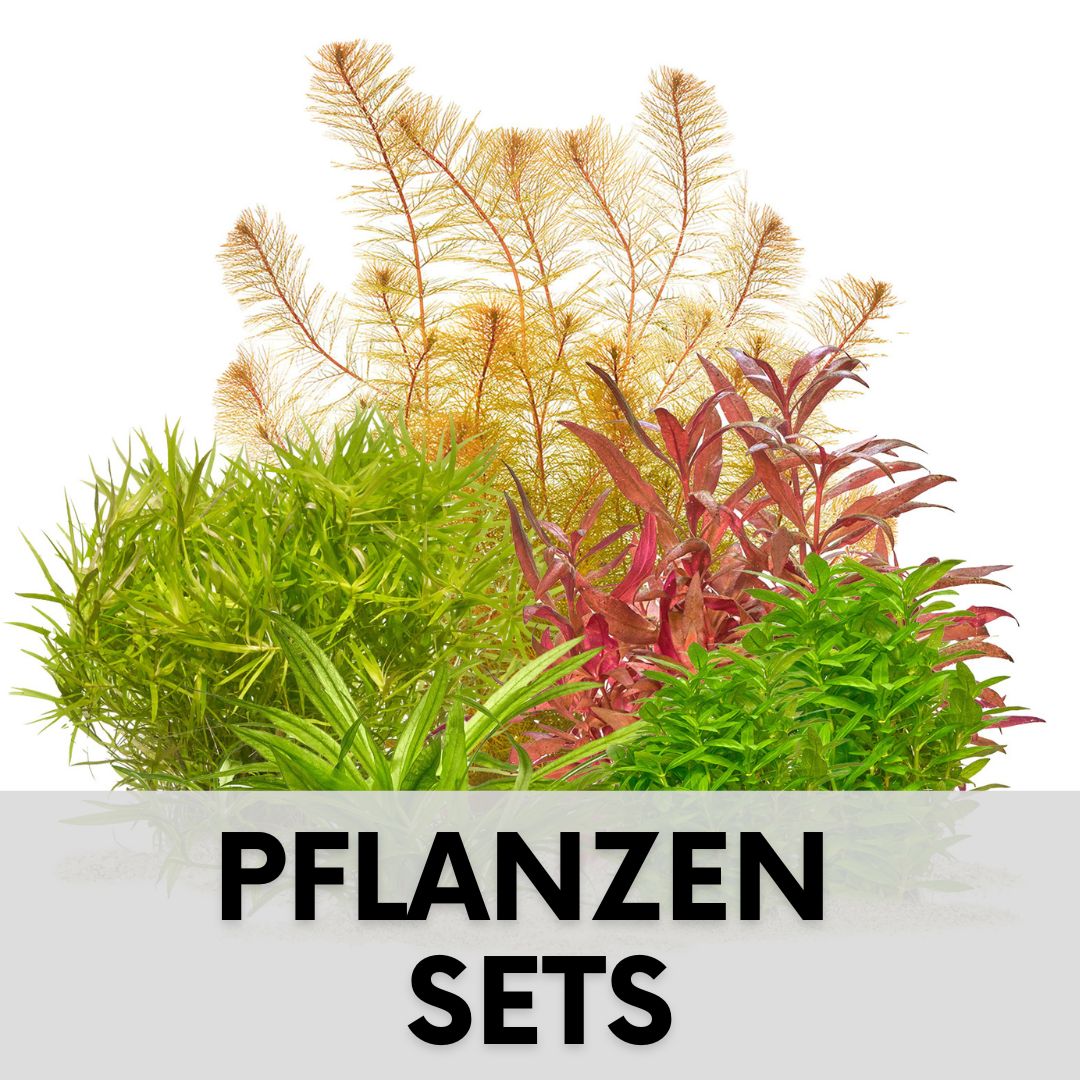 Aquarium Pflanzen Set und Sortimente