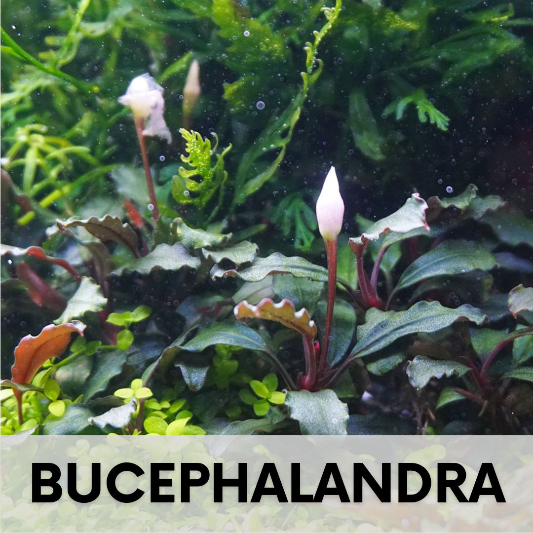 Bucephalandra Aquarium Pflanzen