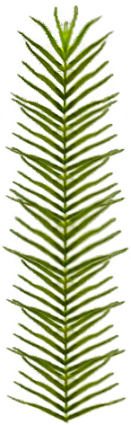Fissidens fontanus Wedel