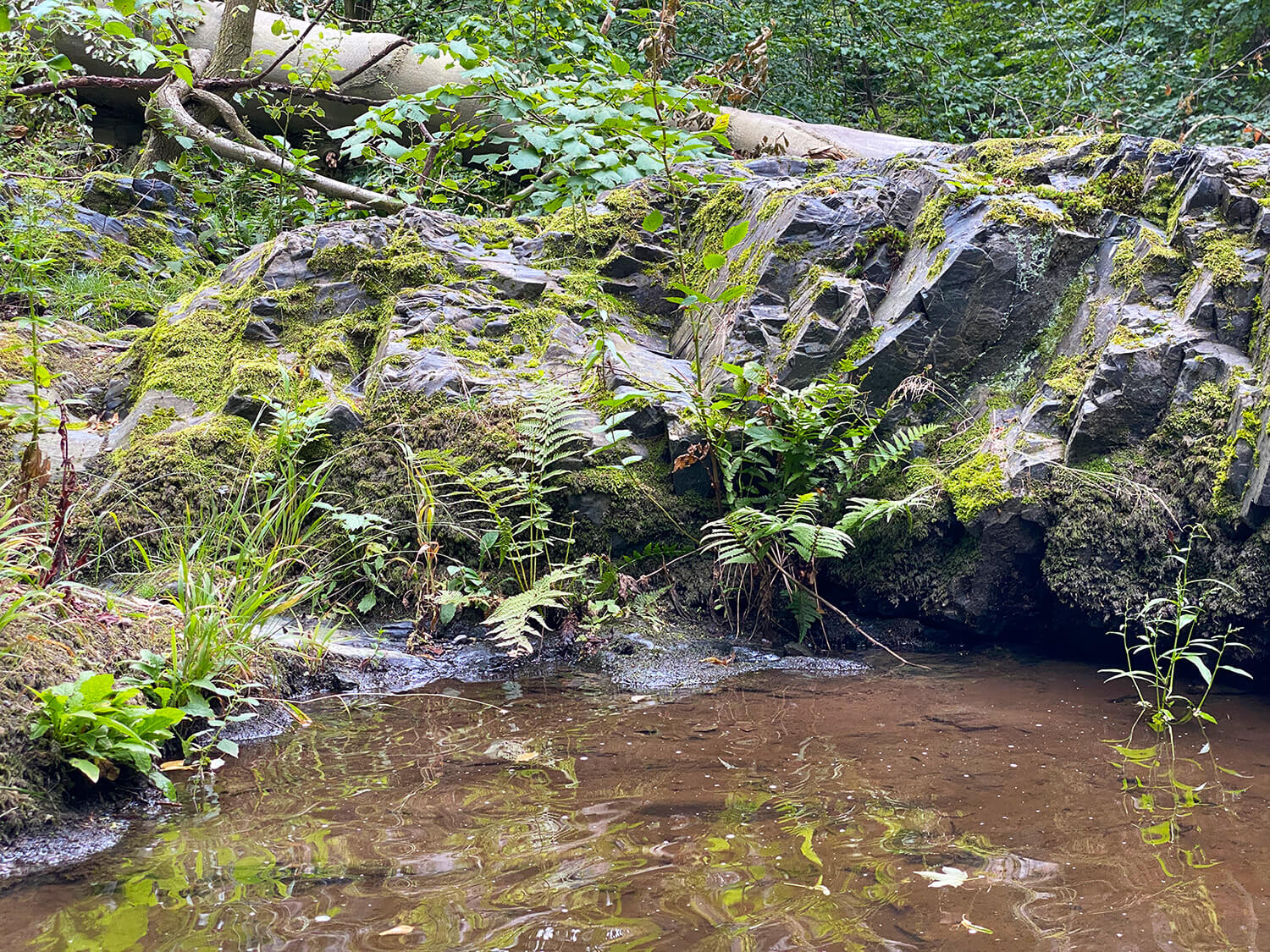 Uferzone im Nationalpark Harz mit Sumpfpflanzen