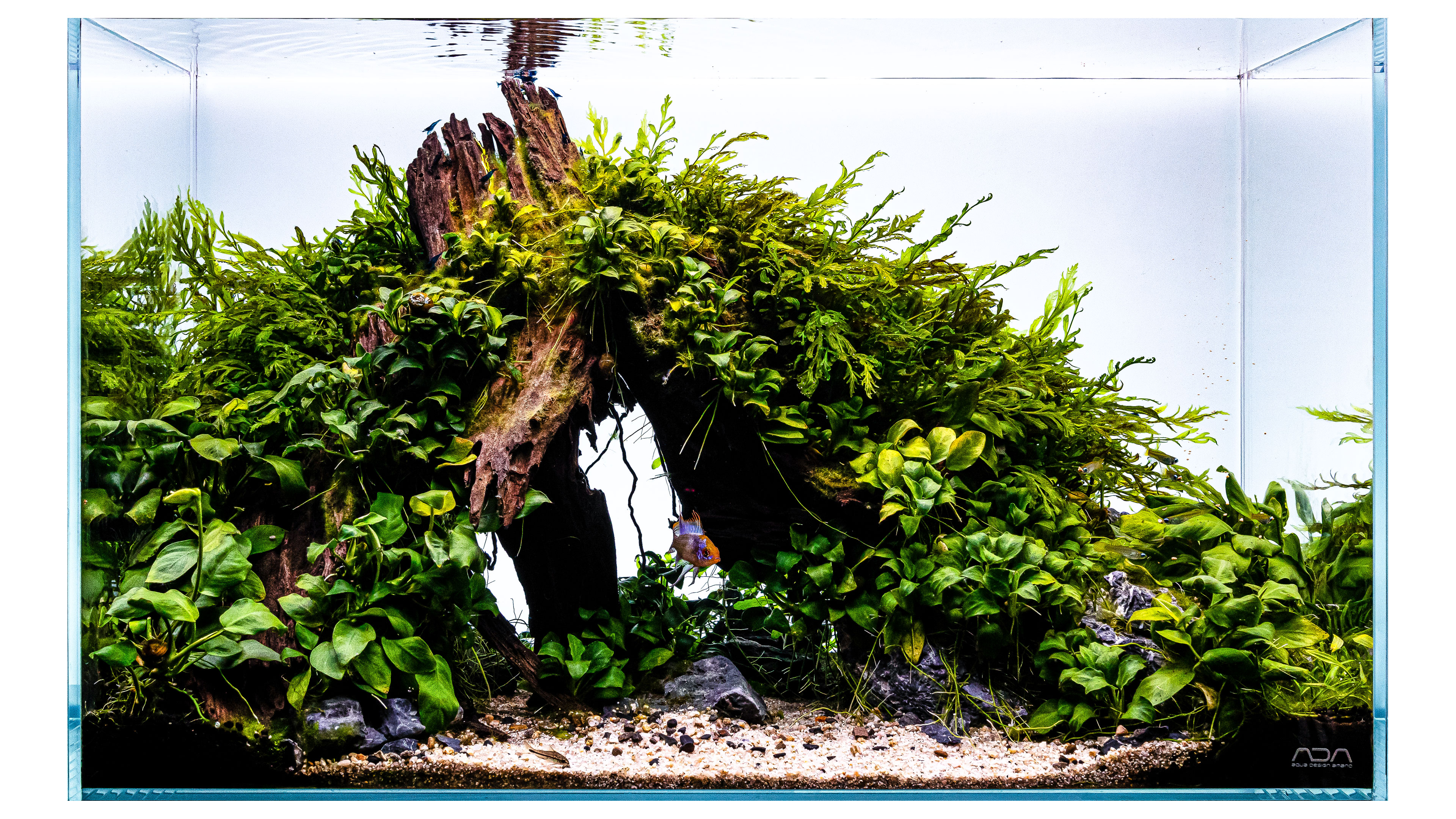 Cladophora auf Hardscape