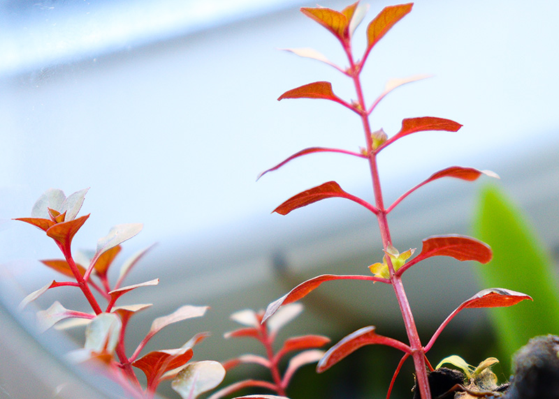 Ludwigia palustris "Super Red mini" emers, Tiefrot durch viel Sonne und mit Blüte