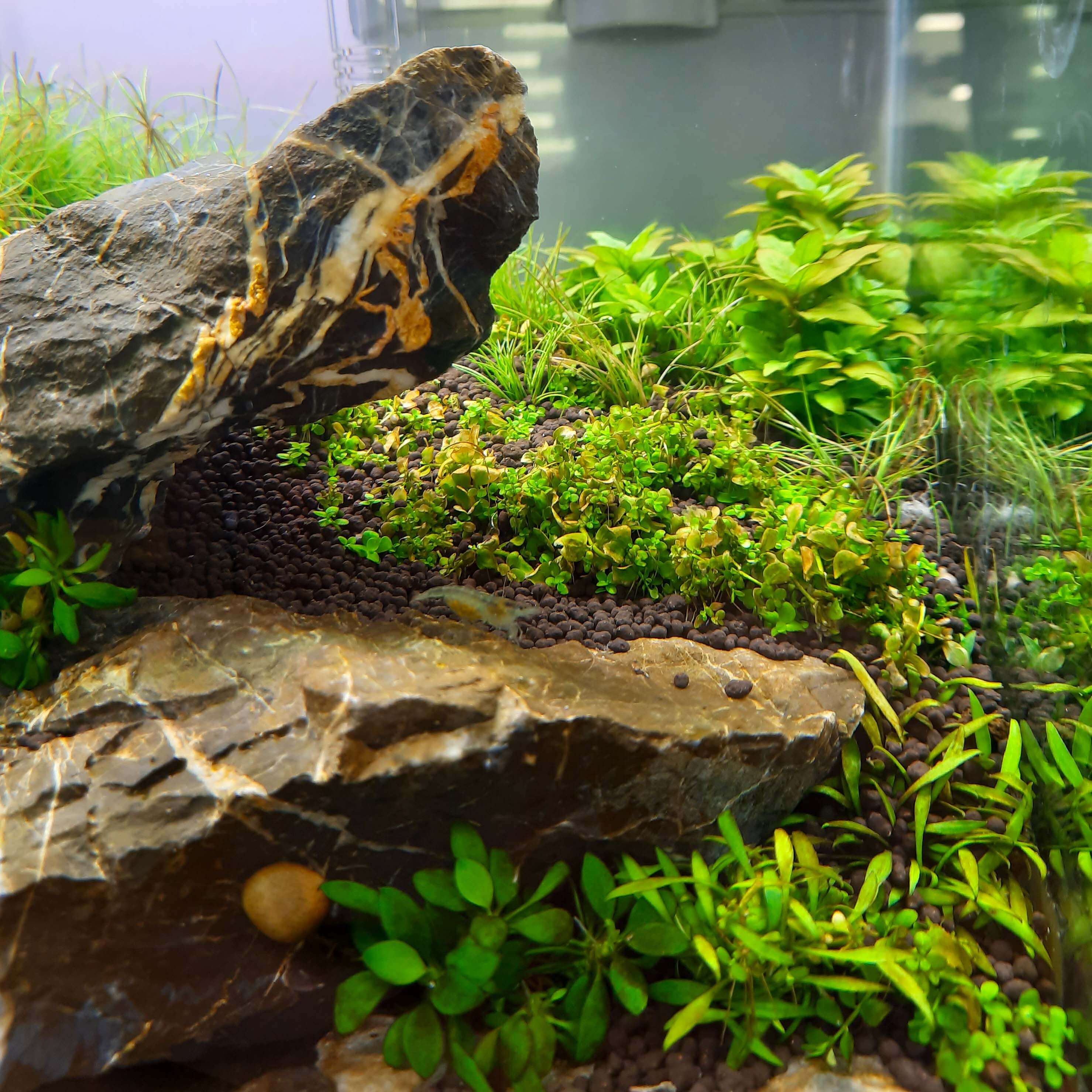 Kieselalgen im Aquarium bekämpfen