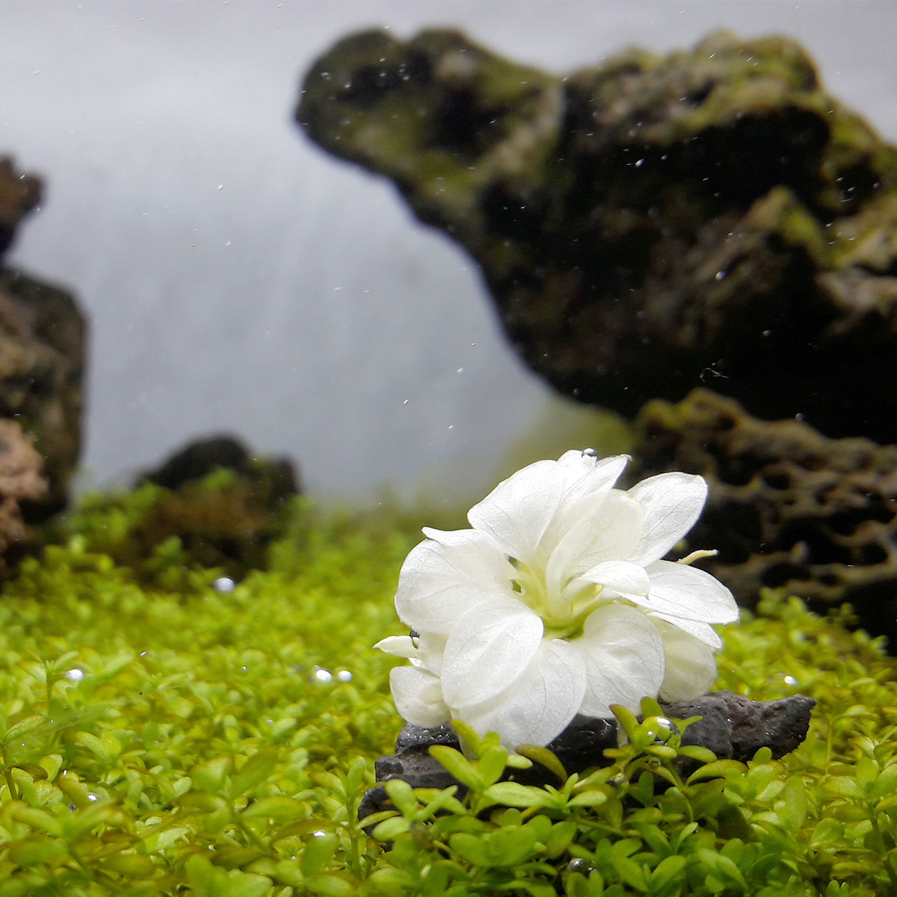 Anubias Snow White im Aquarium