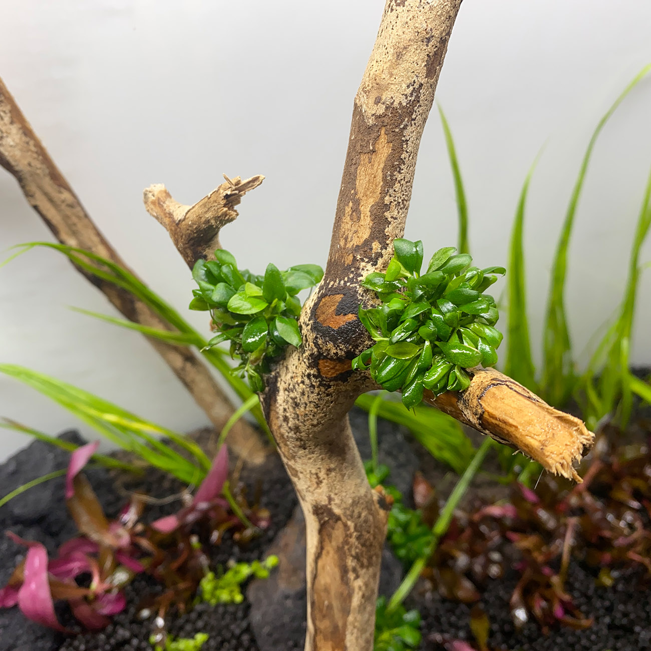 Anubias Aufsitzerpflanze geklebt auf Wurzelholz im Aquarium