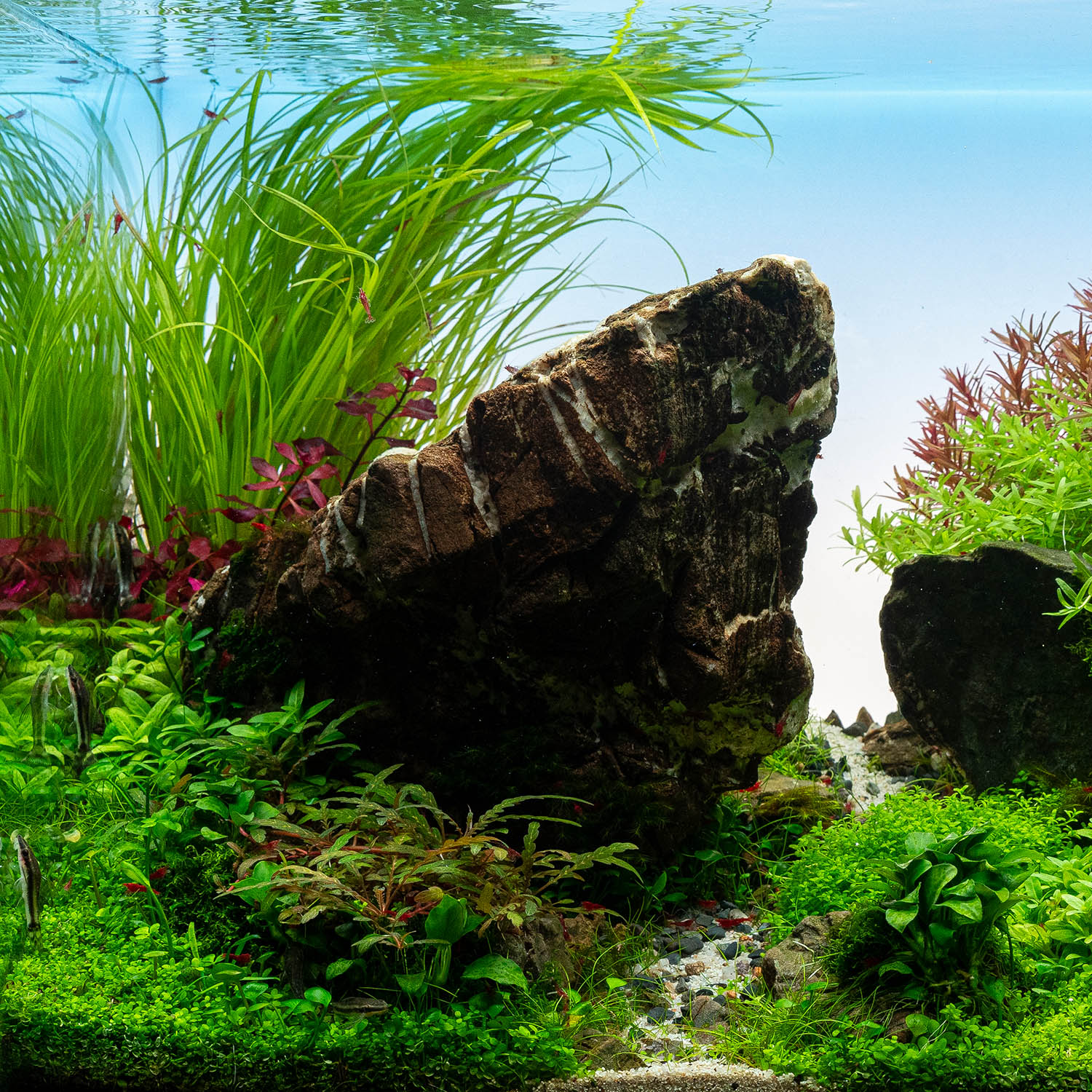 Ludwigia palustris im Aquarium vor Cyperus helferi
