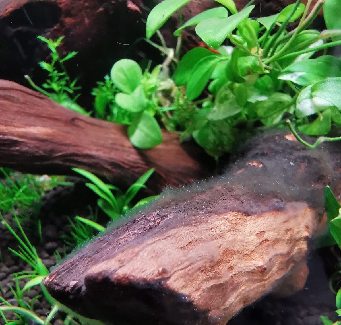 Bakterienrasen-im-Aquarium-auf-Wurzel