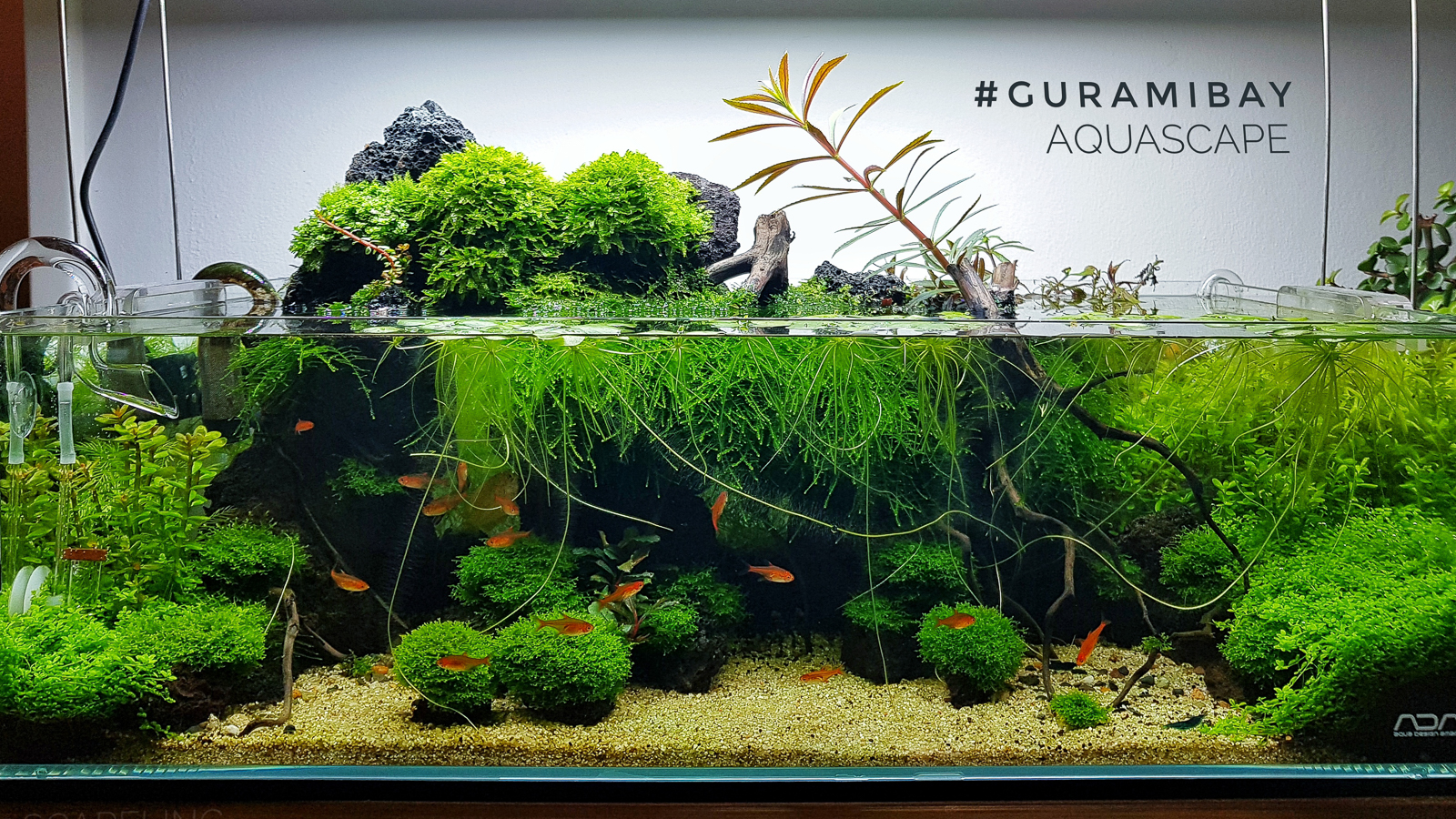 Hemianthus callitrichoides Cuba im Aquascape