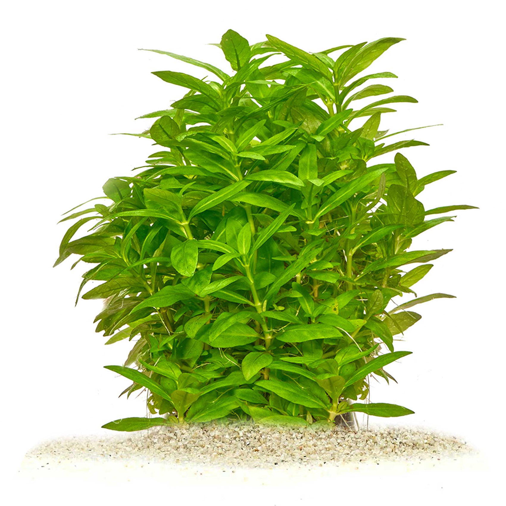 Staurogyne repens Heckenschnitt