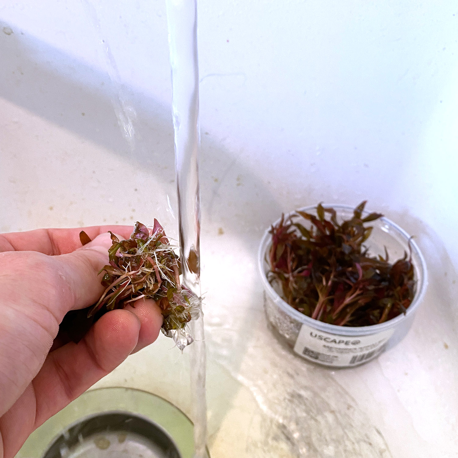 In vitro Pflanzen werden unter laufendem Wasser abgespült.