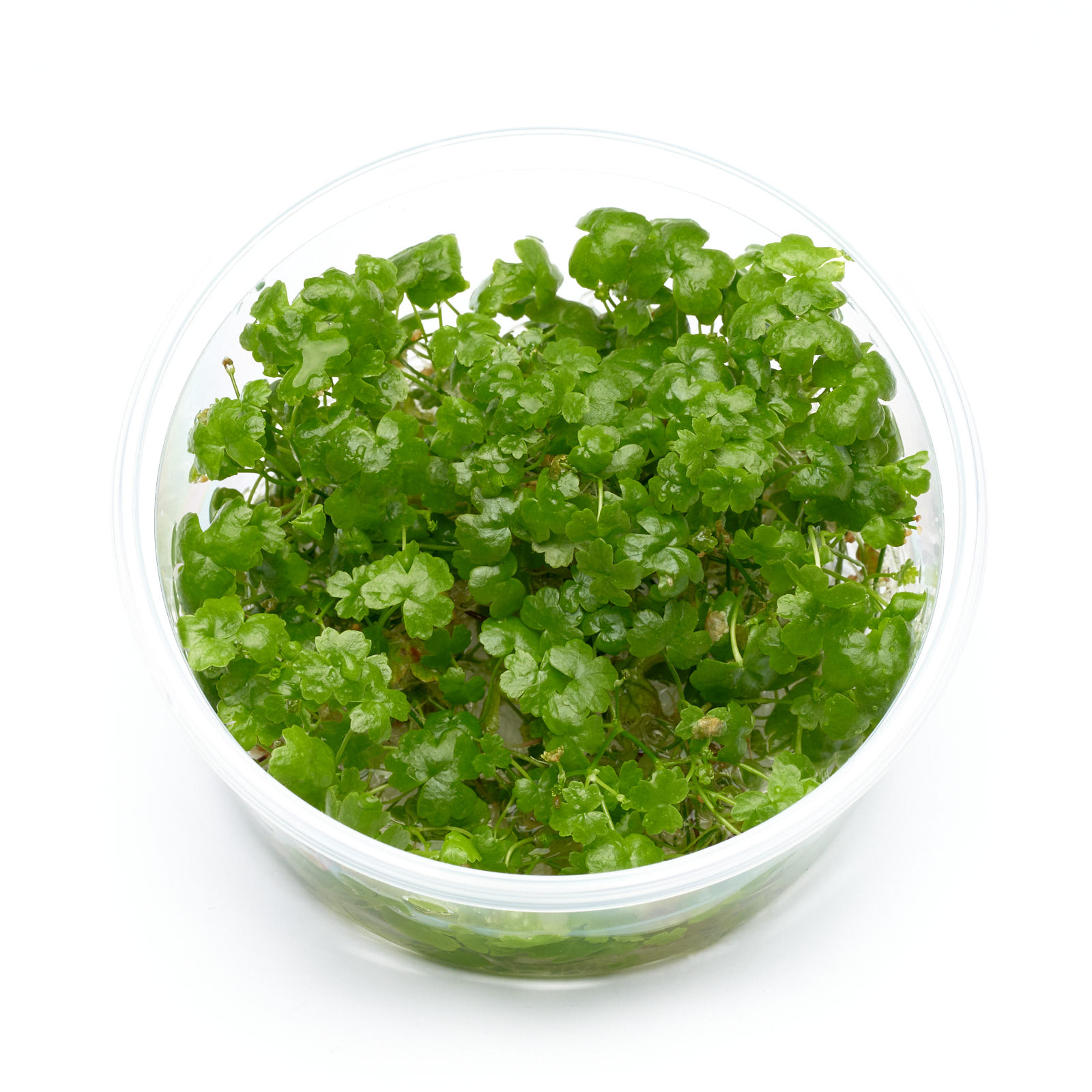 Hydrocotyle tripartita