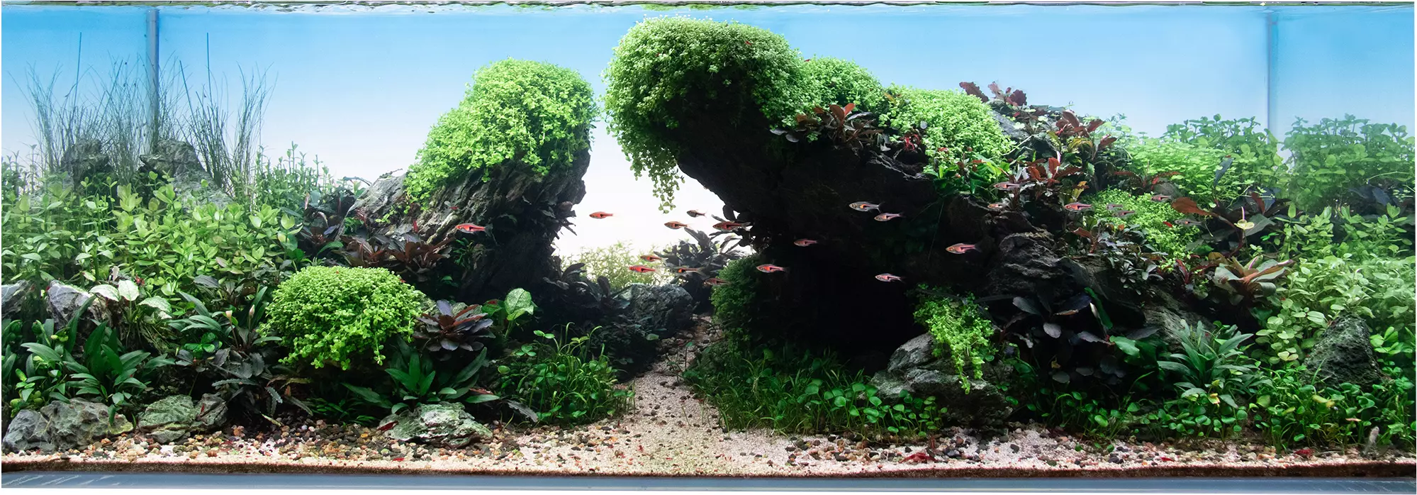 Iwagumi Aquarium mit Seiryu Minnilandschaft einrichten
