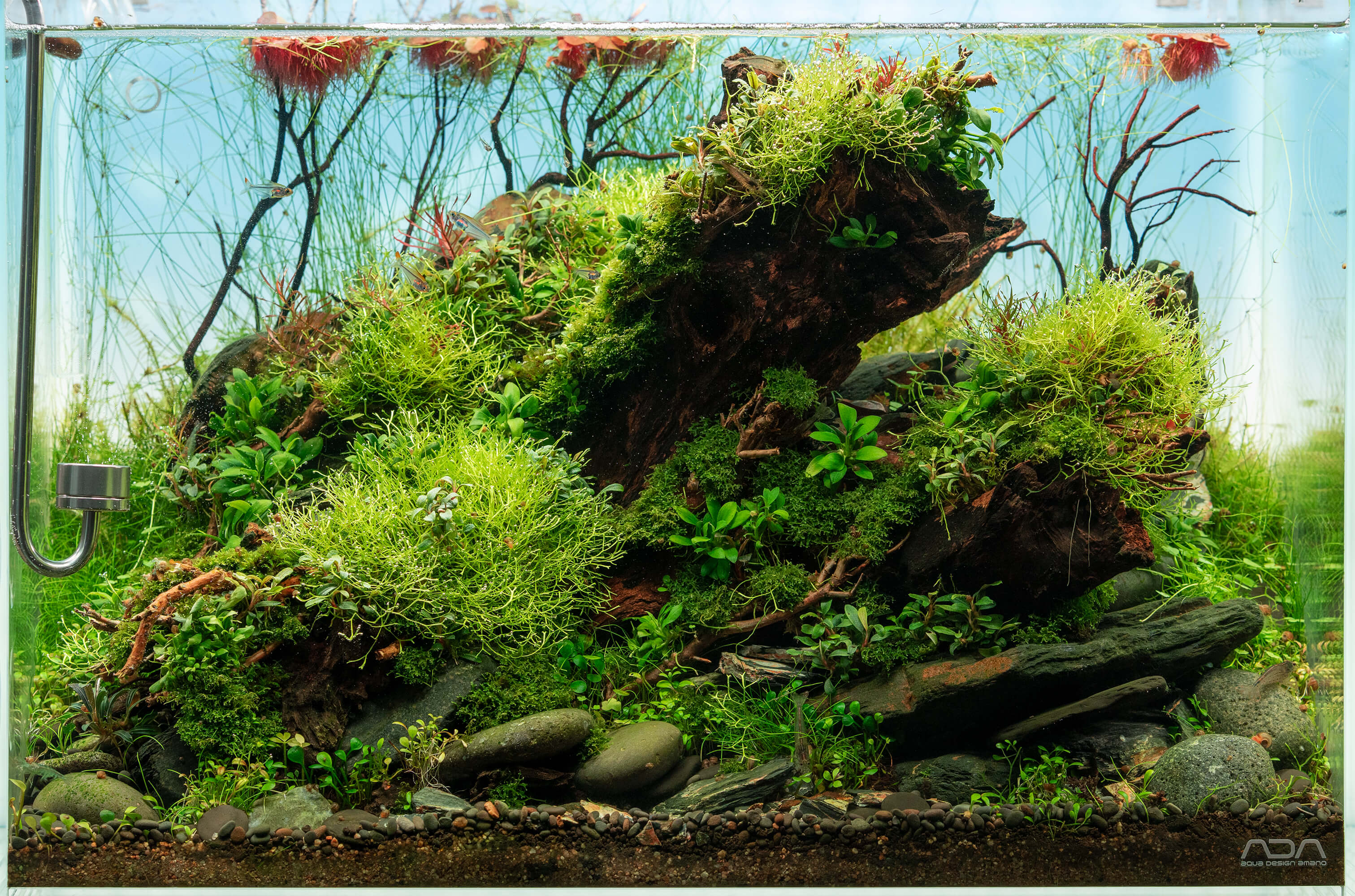 Jonas Loose USCAPE 3D Aquarium