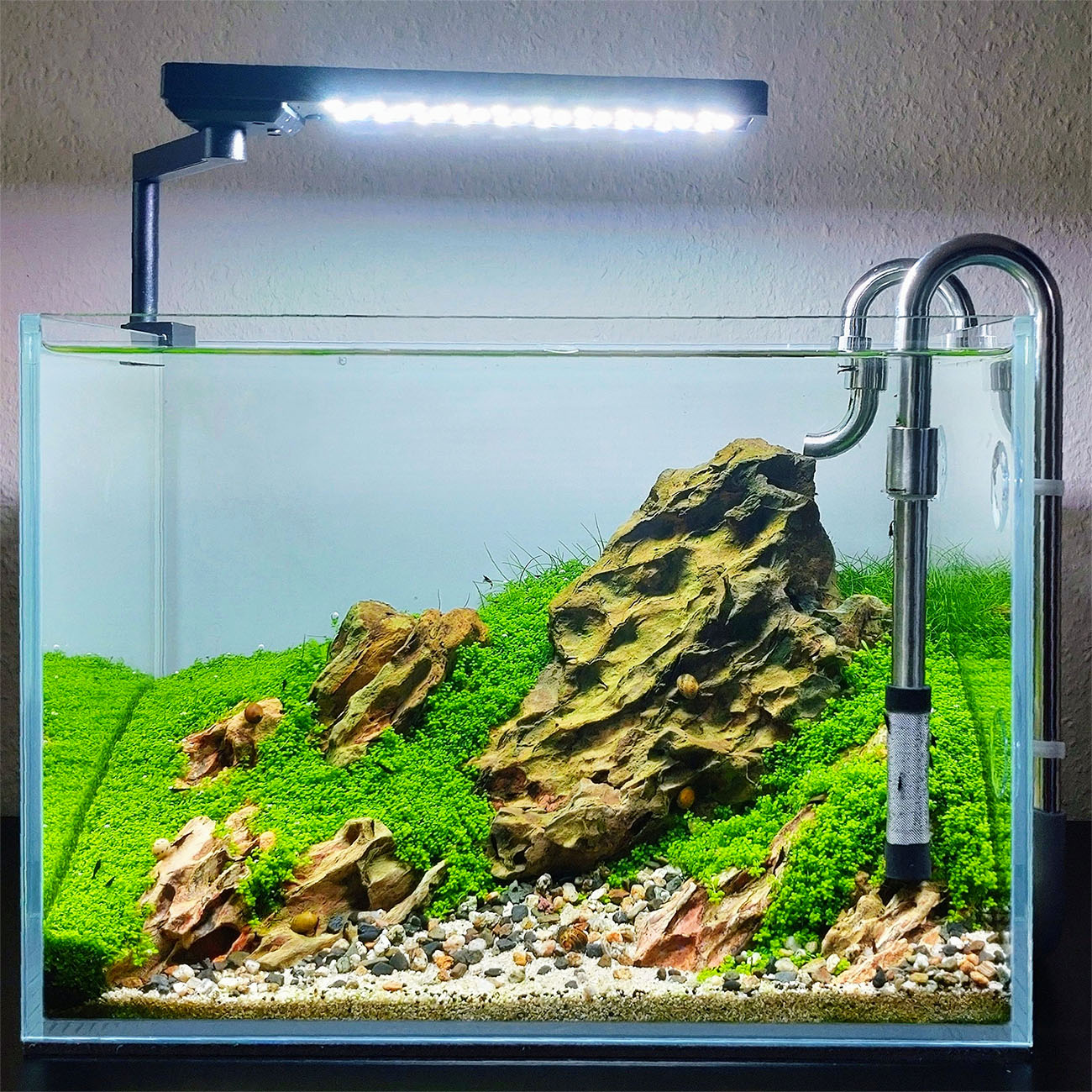 Heaminathus Kuba als Bodendecker in einem 45p Aquarium