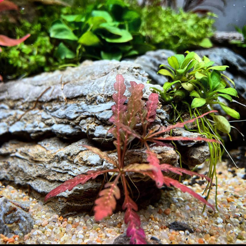 Hygrophila pinnatifida als Aufsitzerpflanze im Aquarium