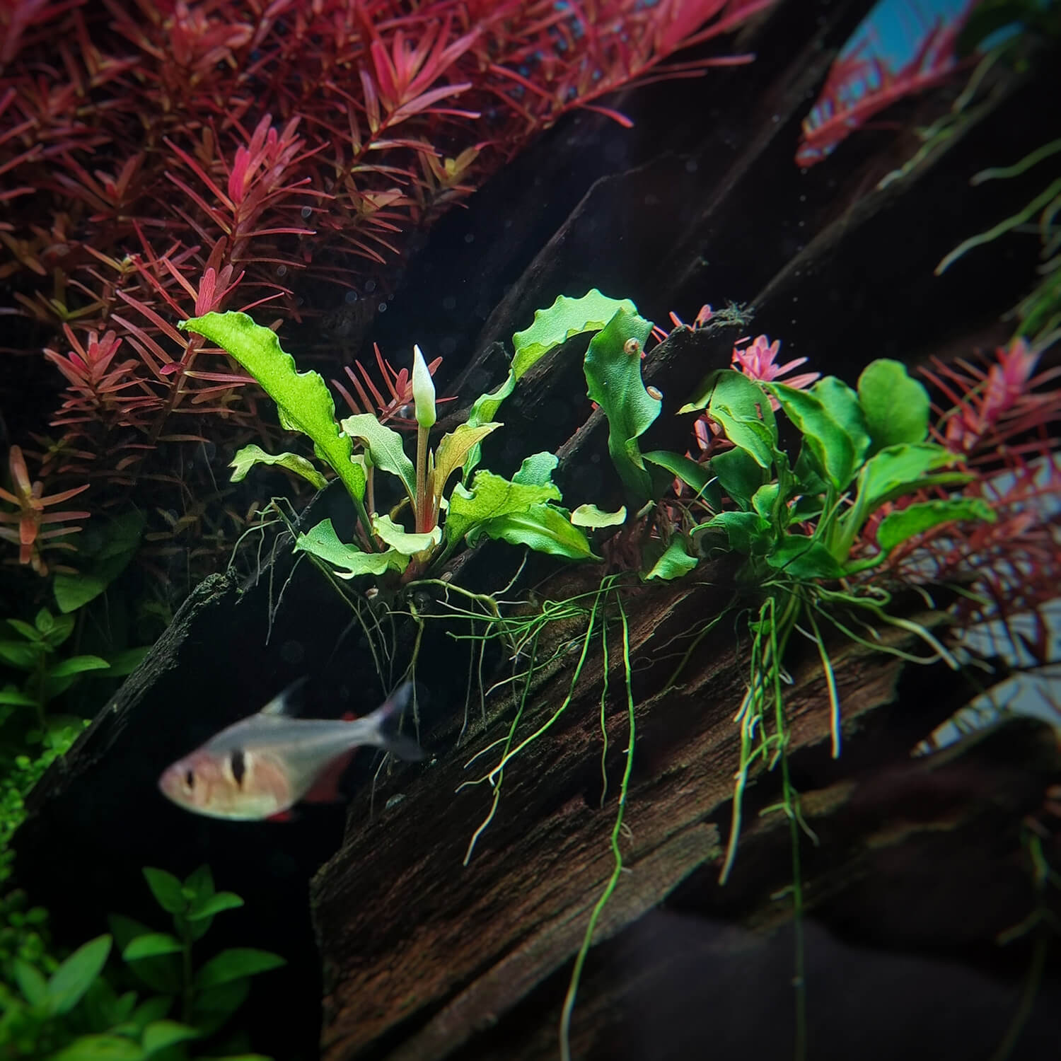 Bucephalandra Wavy Leaf